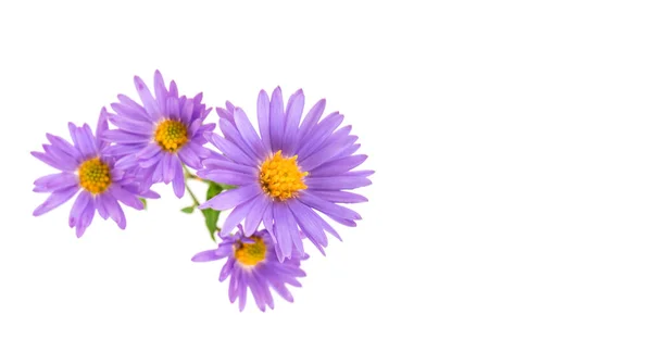 美丽的紫色花朵在孤独的白色背景上 — 图库照片