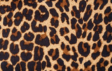 Leopar desenli arkaplan, kapat