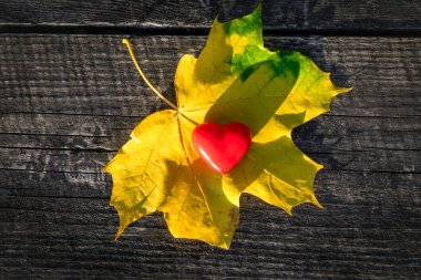 Masada sonbahar yaprağı