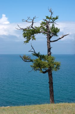 eski çam. shamanka kaya, Deniz Baykal, Rusya