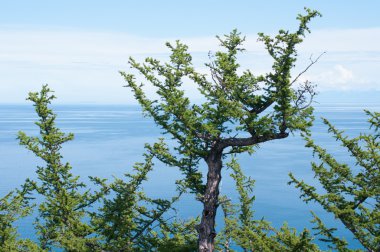 profil cape üç kardeş, Deniz Baykal, Rusya Federasyonu