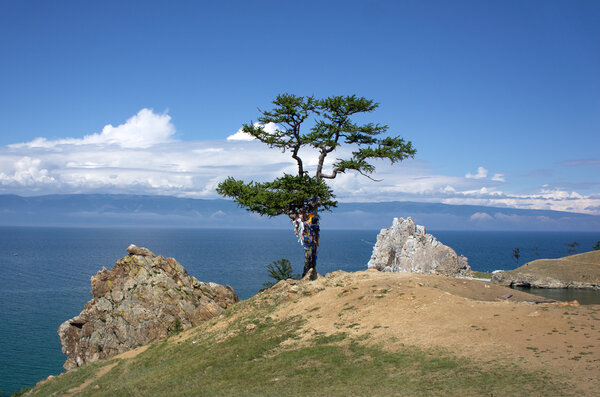 Pine with memory tape near Shamanka Rock, lake Baikal, Russia