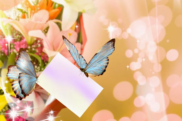 Butterflies — Stock Photo, Image