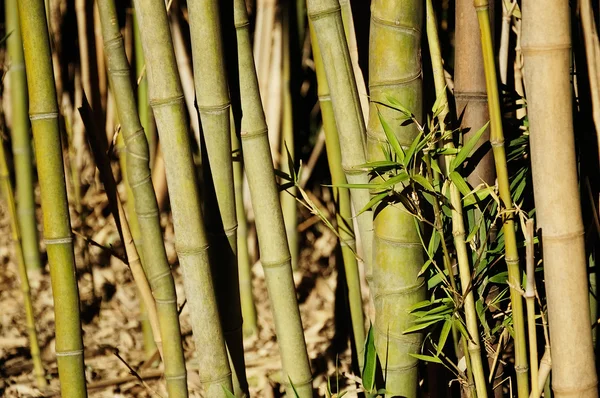 Bambu — Fotografia de Stock