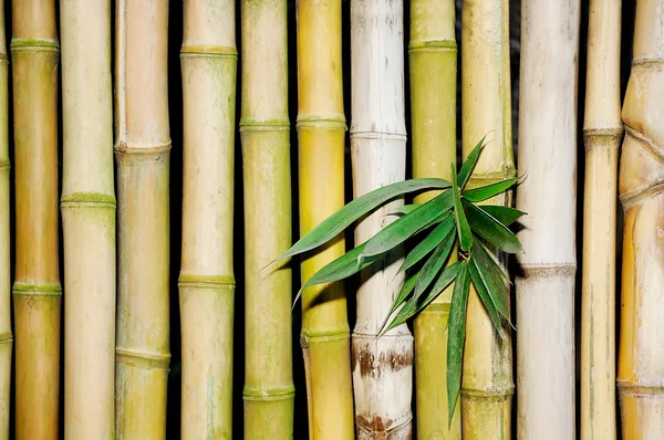 Bambu — Fotografia de Stock