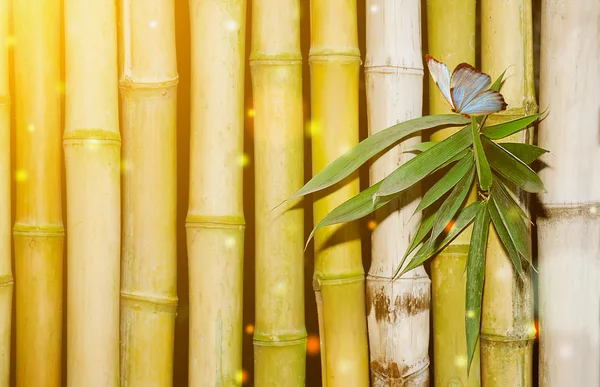 Bamboo — Stock Photo, Image