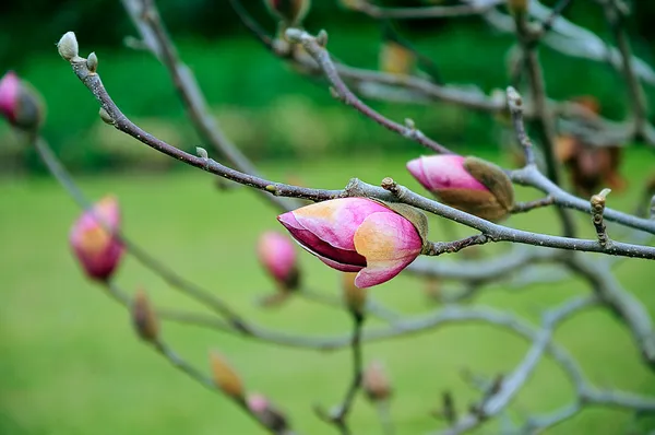 Roses tree