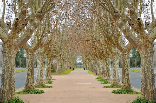 Alberi in un parco — Foto Stock