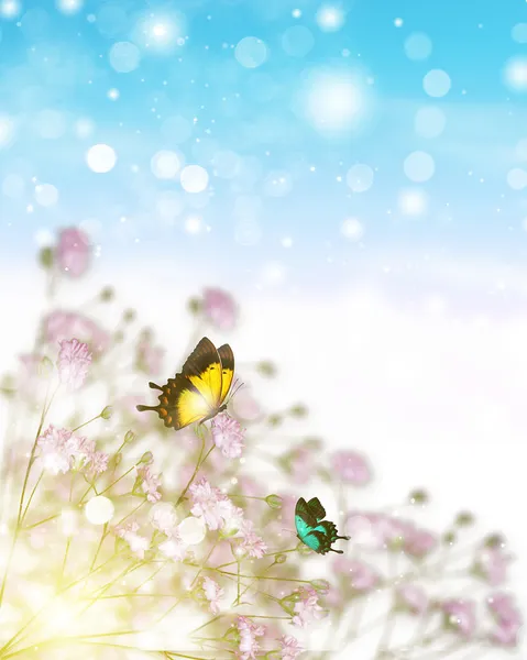 Two butterfly — Stock Photo, Image