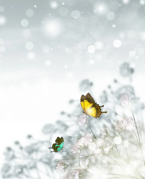 Two butterfly — Stock Photo, Image