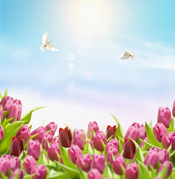 Flowers end dove — Stock Photo, Image
