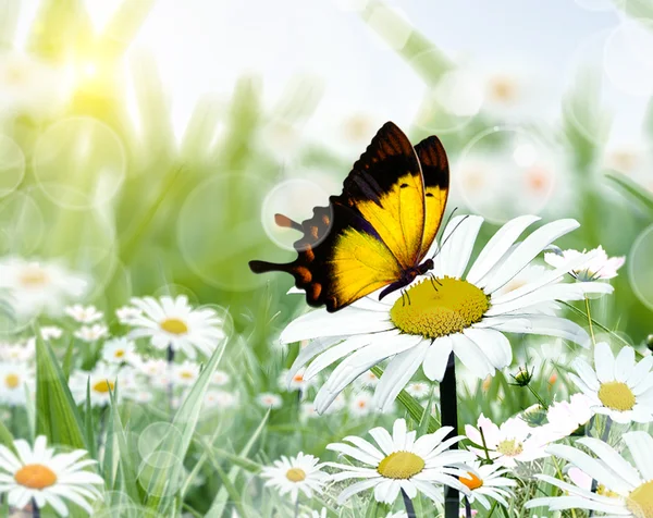 Chamomiles and butterfly — Stock Photo, Image