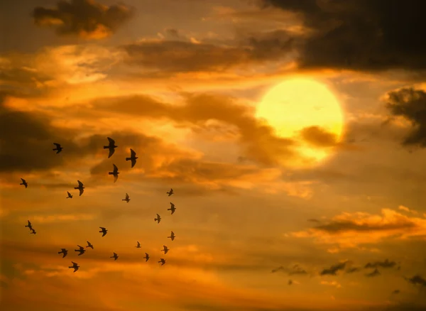 Vuelo de aves — Foto de Stock