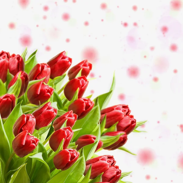 Fresh tulips — Stock Photo, Image