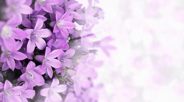 Violette Blüten — Stockfoto