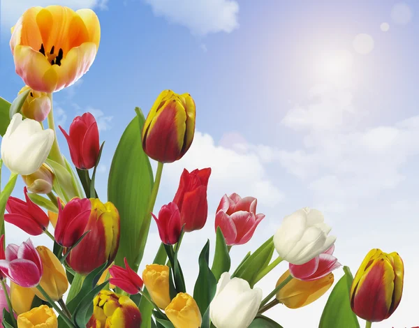 Beautiful spring flowers — Stock Photo, Image