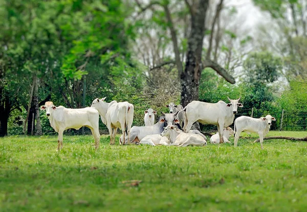 Zebu de fora. — Fotografia de Stock