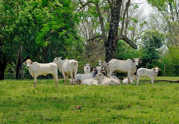 Vacas Zebu em um campo de fazenda — Fotografia de Stock