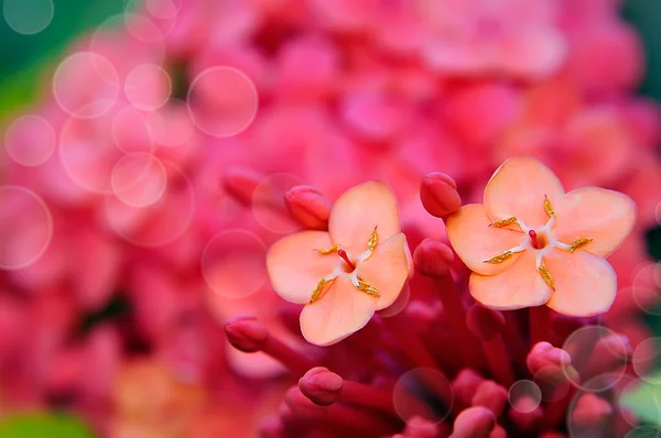 Spring flowers — Stock Photo, Image