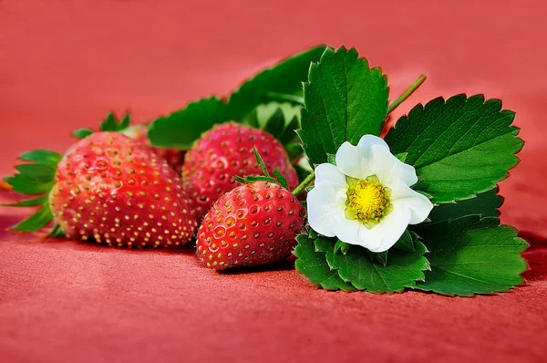 Aardbeien — Stockfoto