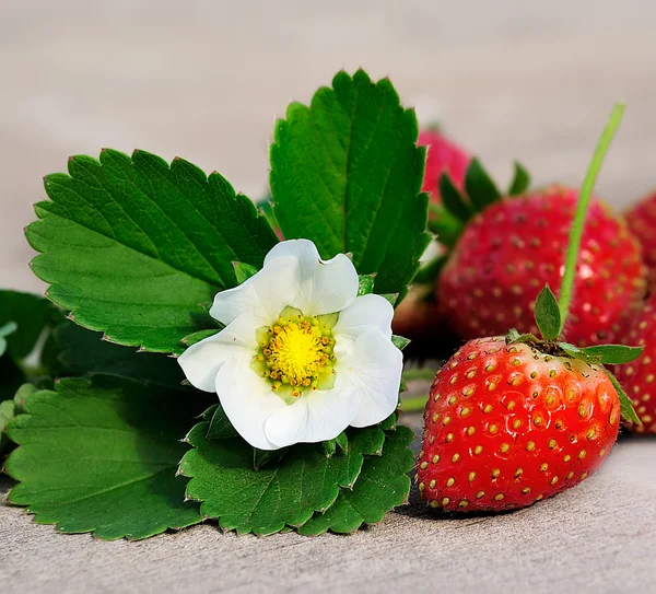 Fresas rojas frescas — Foto de Stock