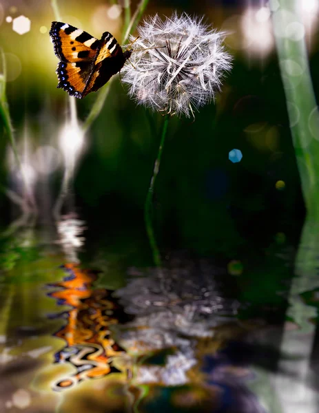 Dandelion — Stock Photo, Image