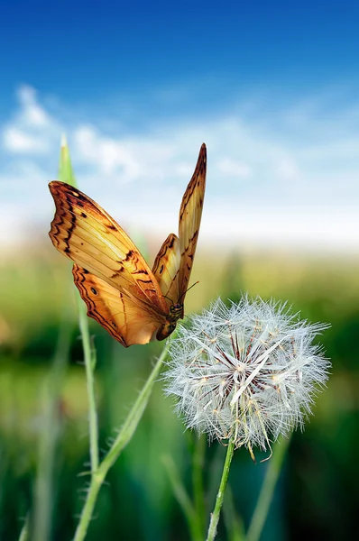 One dandelion — Stock Photo, Image