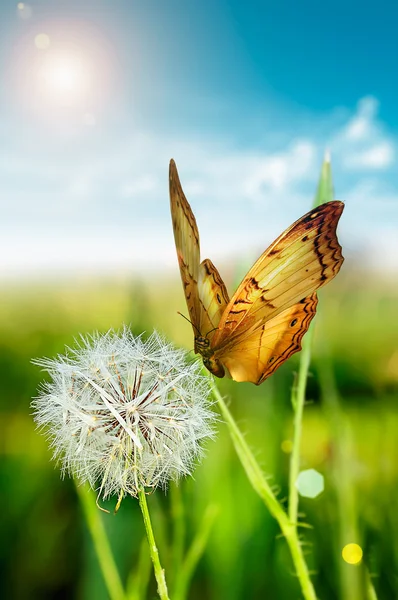 One dandelion — Stock Photo, Image