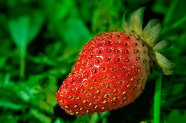 Verse rode aardbeien — Stockfoto