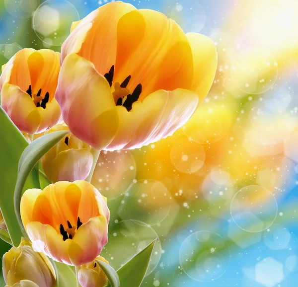 Spring flowers — Stock Photo, Image