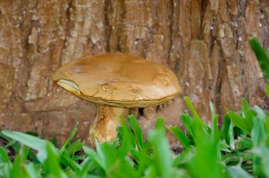 Yosun içinde boletus mantarı.