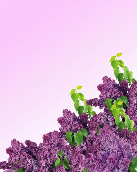 Hermosa lila —  Fotos de Stock
