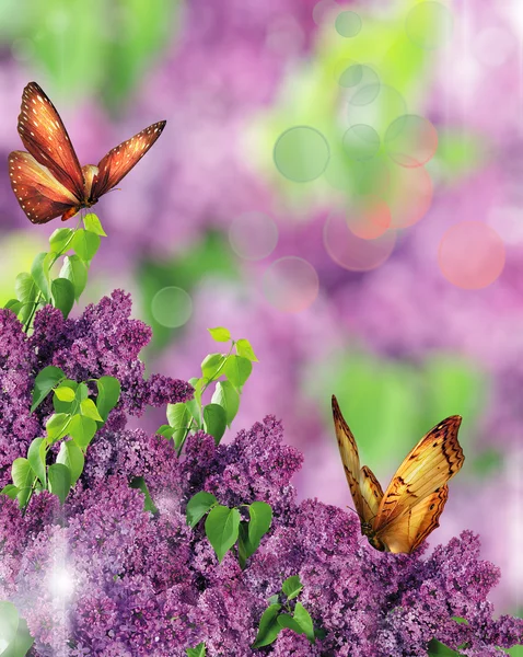 Lilac — Stock Photo, Image