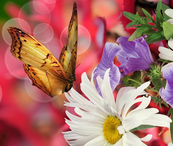 Frühlingsblumen — Stockfoto