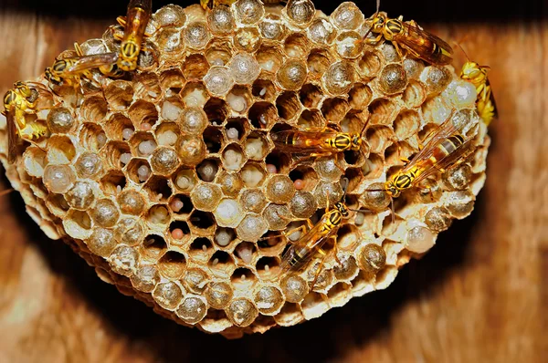 Pszczoła z miodem — Zdjęcie stockowe