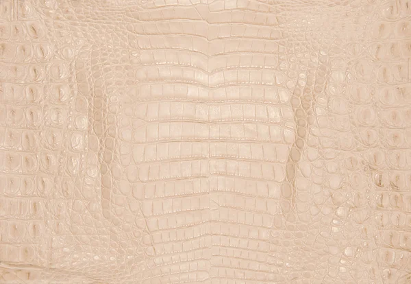 Texture de peau de crocodile — Photo