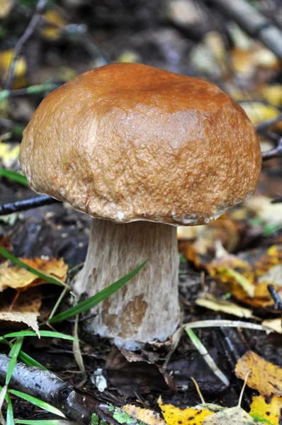 Cep hongo — Foto de Stock