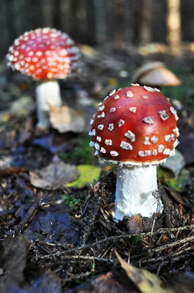 Deux champignons rouges, Mouche — Photo