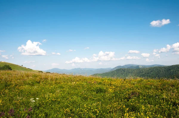 Montagne piene di fiori gialli — Foto Stock