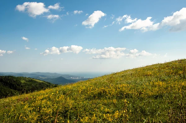 Montagne caucasiche in primavera piene di fiori selvatici gialli — Foto Stock