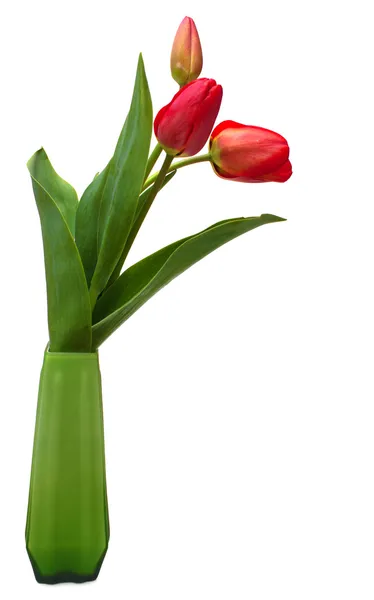 白で隔離される緑の花瓶の赤いチューリップ — ストック写真