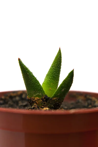 Pot üzerine beyaz izole makro içinde küçük haworthia — Stok fotoğraf