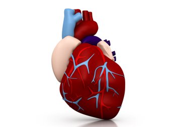 Human heart clipart
