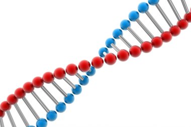 3D dna
