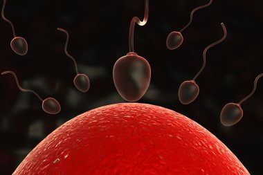Conception - sperm ve yumurta rahim içinde