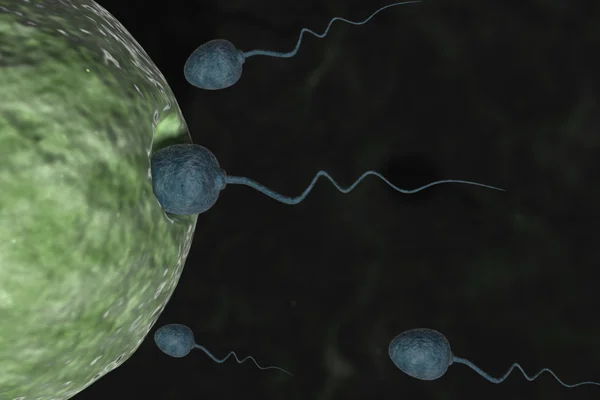 Sperm Cells Entering Human Egg — Stock Photo, Image