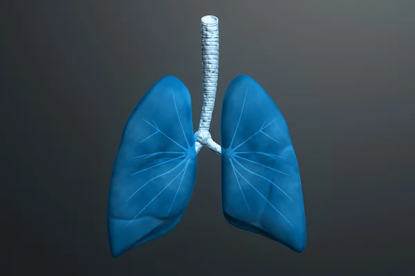 Lidský plíce — Stock fotografie