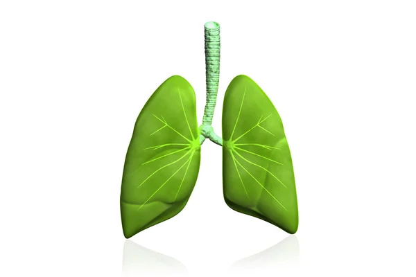 Menselijke longen — Stockfoto