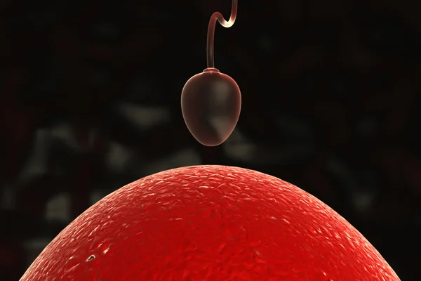 Esperma e ovo — Fotografia de Stock