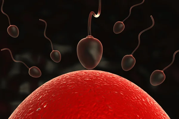 Зачатие - сперма и яйцеклетка в матке — стоковое фото